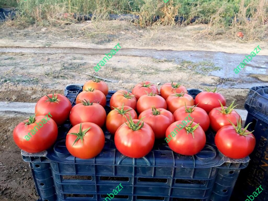 رقم گوجه 911 مقاوم به شوری اب و خاک