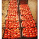 بذر گوجه فرنگی چیکو