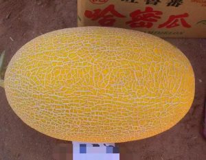 بذر هیبرید خربزه