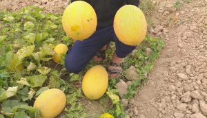 بذر هیبرید خربزه