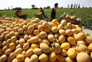 بذر هیبرید خربزه