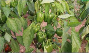 بذر هیبرید فلفل میترا