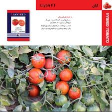 بذر هیبرید گوجه فرنگی لیان