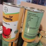 بذر گوجه سانسید 6189