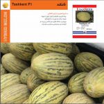 بذر هیبرید خربزه