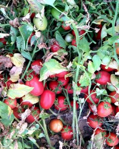 بذر گوجه ویلمورین رقم سوریا