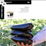 بذر هیبرید بادمجان هانا