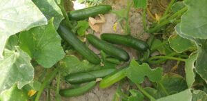 رقم خیار بومبای