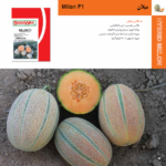 بذر طالبی میلان