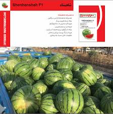 بذر هندوانه شاهنشاه پربار