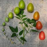 کیفیت خاص ارقام بذر گوجه های اران بذر