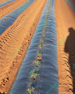 بهترین بذر گوجه