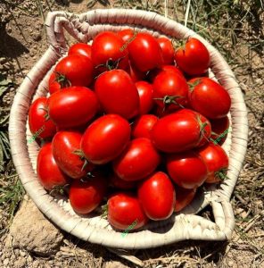 بذر گوجه فرنگی پربار