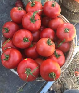 بذر گوجه فرنگی کا ۹۱۱ زودرس