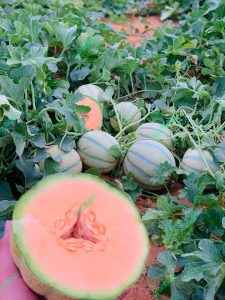 بذر طالبی زودرس جانان