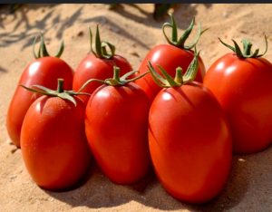 بذر گوجه فرنگی یارادت