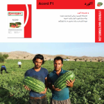 بذر هندوانه اکورد