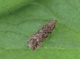 آفات و بیماری­‌ها