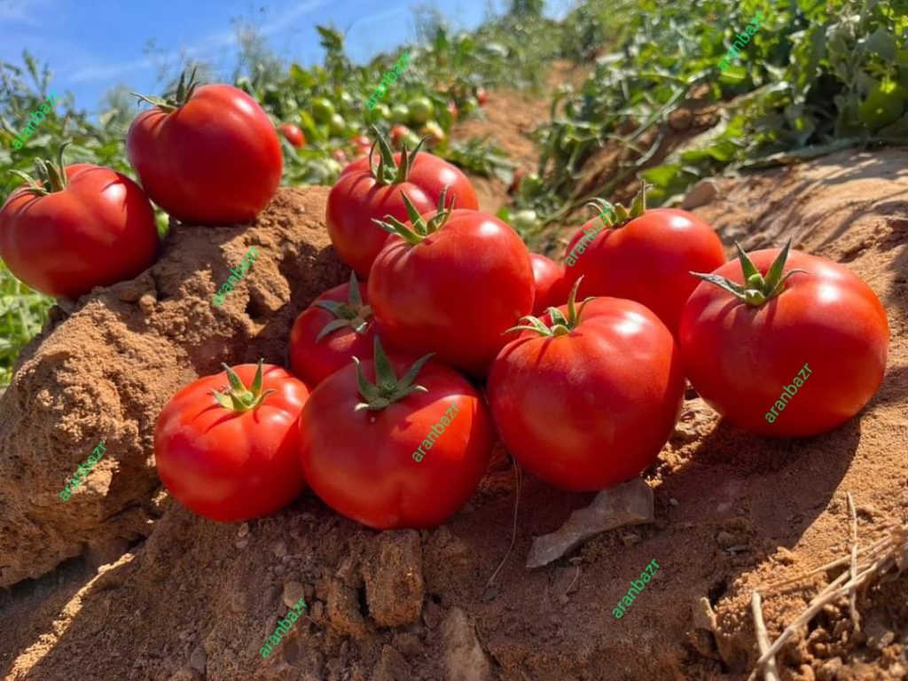 گوجه گرد با تناژ 150 تن