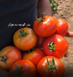 کیفیت بذر گوجه ده هزار