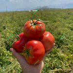 پربارترین رقم گرد یارس