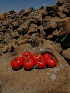 بهترین بذر گوجه بهاره