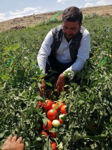 کود مخصوص افزایش شاخ و برگ گوجه