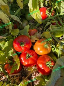 یک رقم خاص گوجه کارنیم