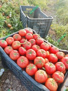 بذر گوجه فرنگی 8321