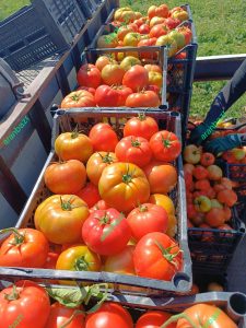 رنگ گیری بهتر گوجه فرنگی