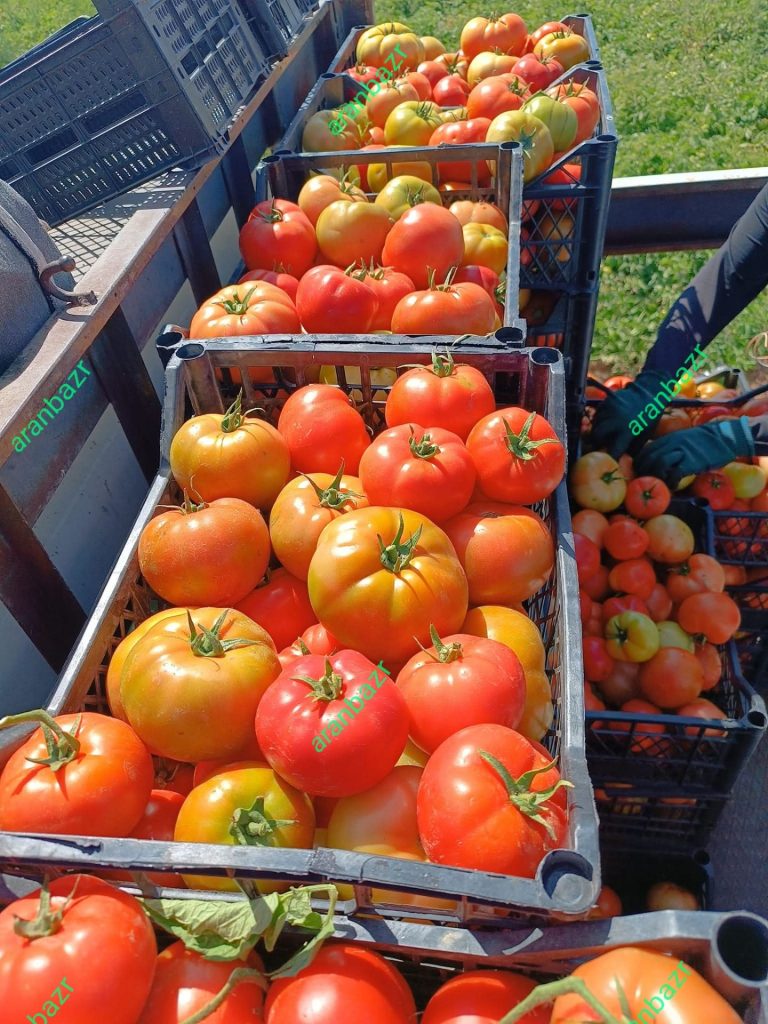 رنگ گیری بهتر گوجه فرنگی