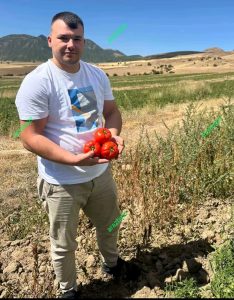 بذر گوجه فرنگی یارس