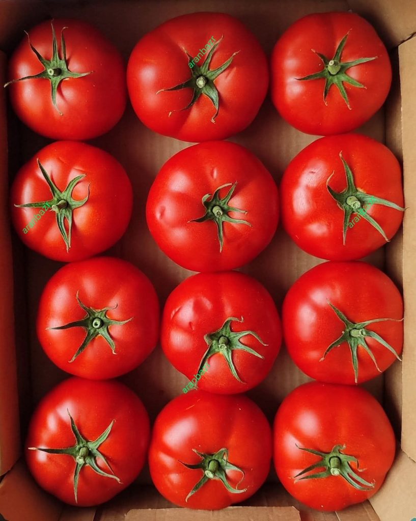 بذر گوجه زودرس تارلا