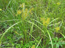 علف کش اویار سلام