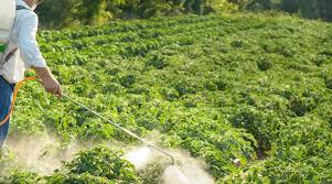 طریقه سمپاشی قارچ کش در مزارع گوجه