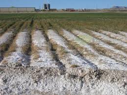 راهکار مقابله با شوری خاک