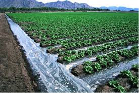 تاثیر اب شور در تناز محصول