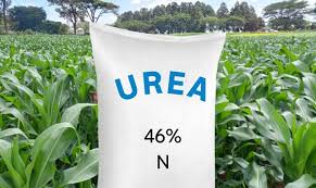 نقش کود اوره در مزرعه ذرت