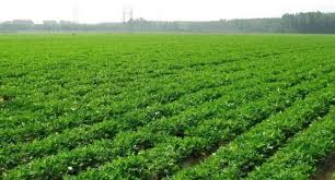 سمپاشی مزارع بادام زمینی