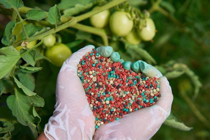 مراحل مهم کود دهی گوجه