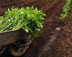 کاربرد روی بر در کشت گوجه