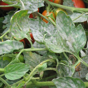 کپک پودری روی گوجه فرنگی