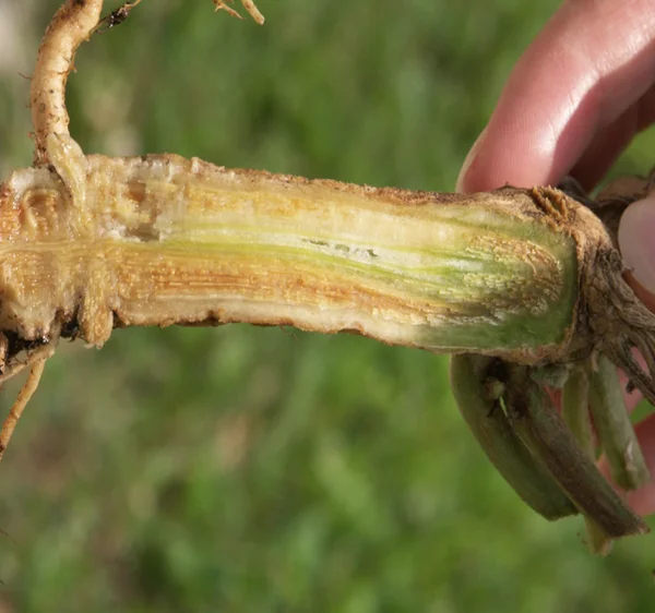 فوزاریوم بادام زمینی