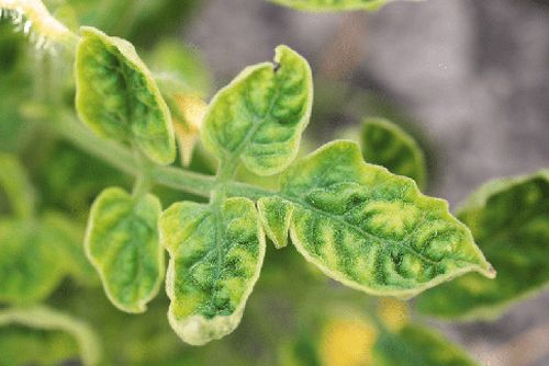 لوله شدن برگ گوجه فرنگی