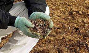 آیا استفاده از کود کبوتر برای گوجه فرنگی پیشنهاد می شود