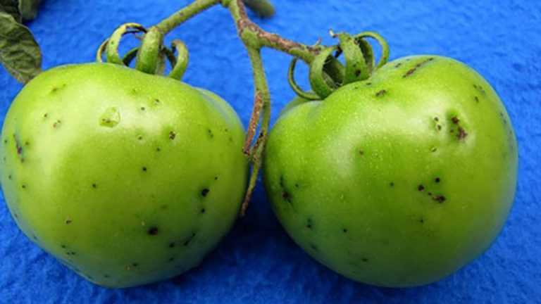 برفک باکتریایی گوجه فرنگی