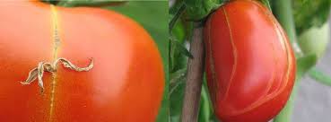 عارضه زیپی شدن گوجه فرنگی