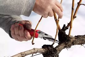 بهترین زمان هرس درخت انگور
