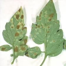 انواع قارچ و بیماری گوجه