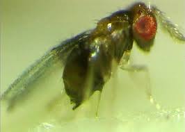 کنترل بیولوژیک در باغات سیب با استفاده از زنبور تریکوگرما